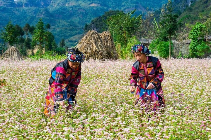 Hoa tam giác mạch nở vào tháng mấy? - Ảnh 3.