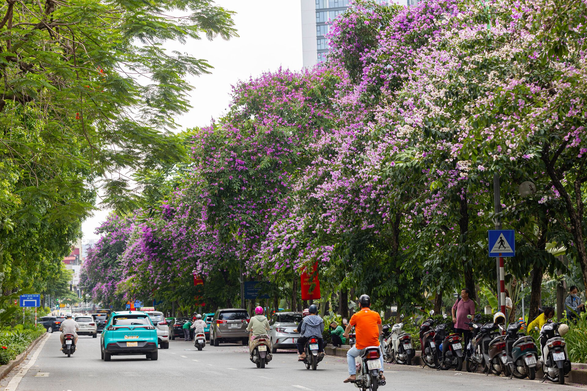 Bằng lăng nhuộm tím phố phường, Hà Nội đẹp như trong tranh - Ảnh 6.