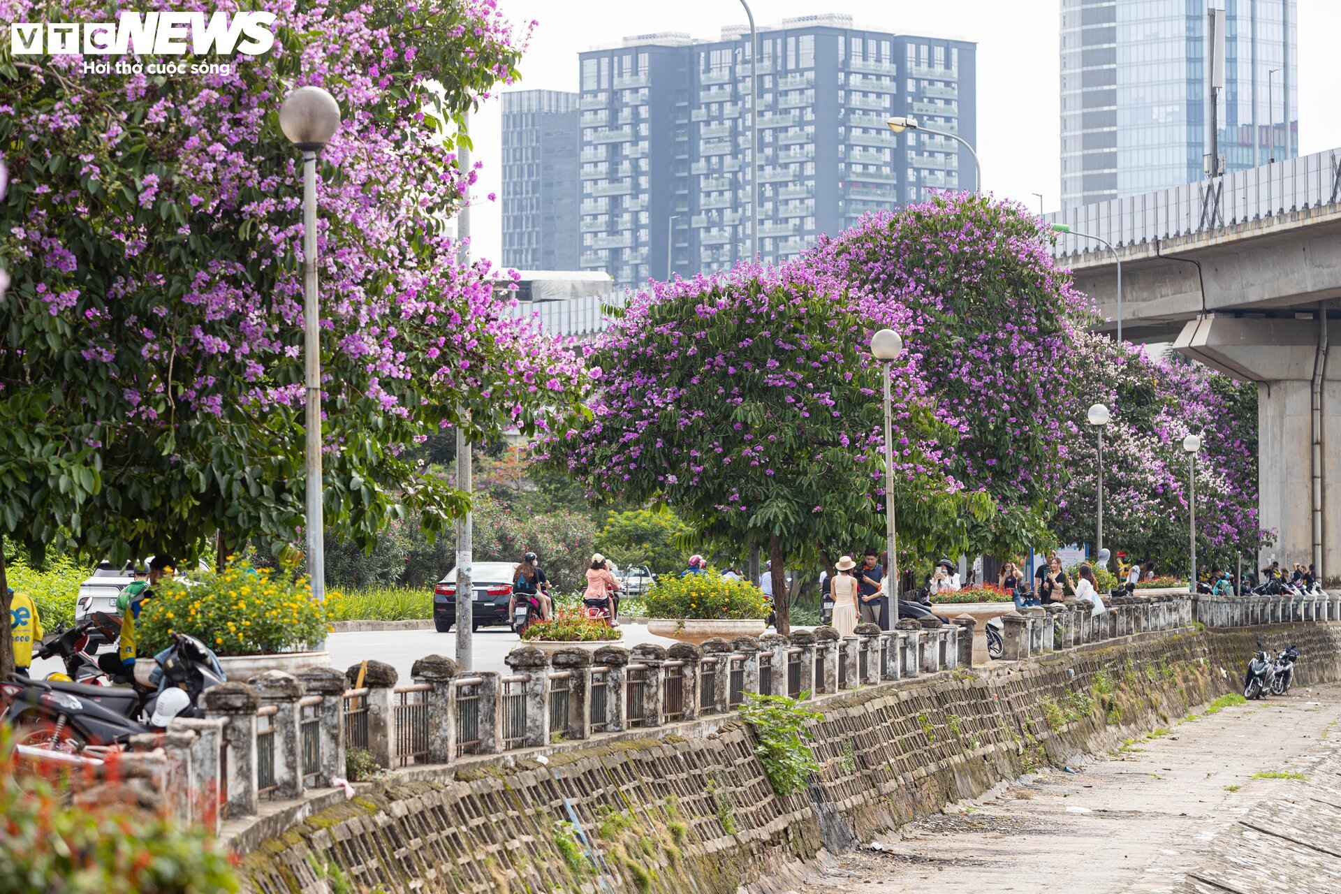 Bằng lăng nhuộm tím phố phường, Hà Nội đẹp như trong tranh - Ảnh 14.