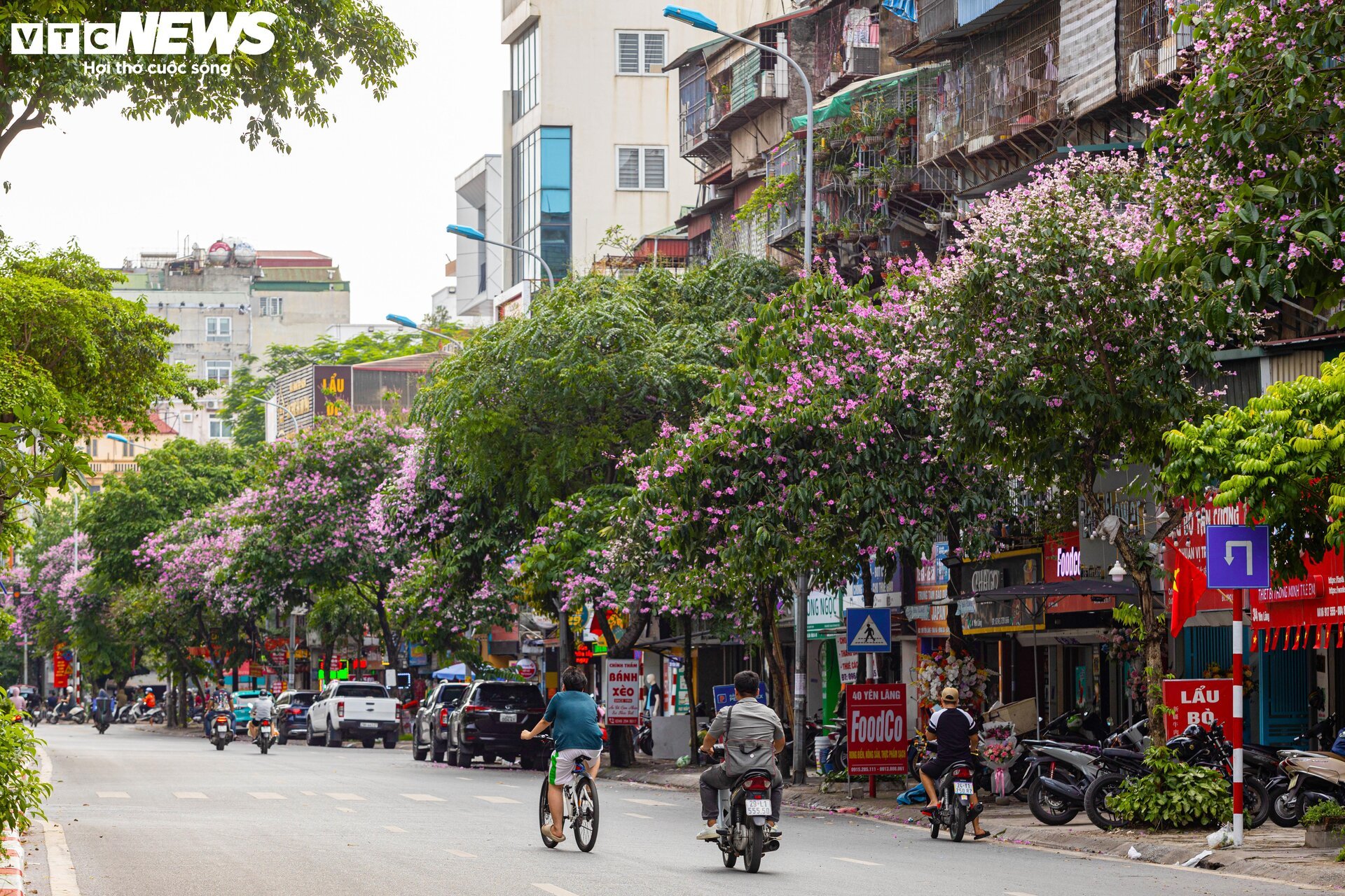 Bằng lăng nhuộm tím phố phường, Hà Nội đẹp như trong tranh - Ảnh 2.