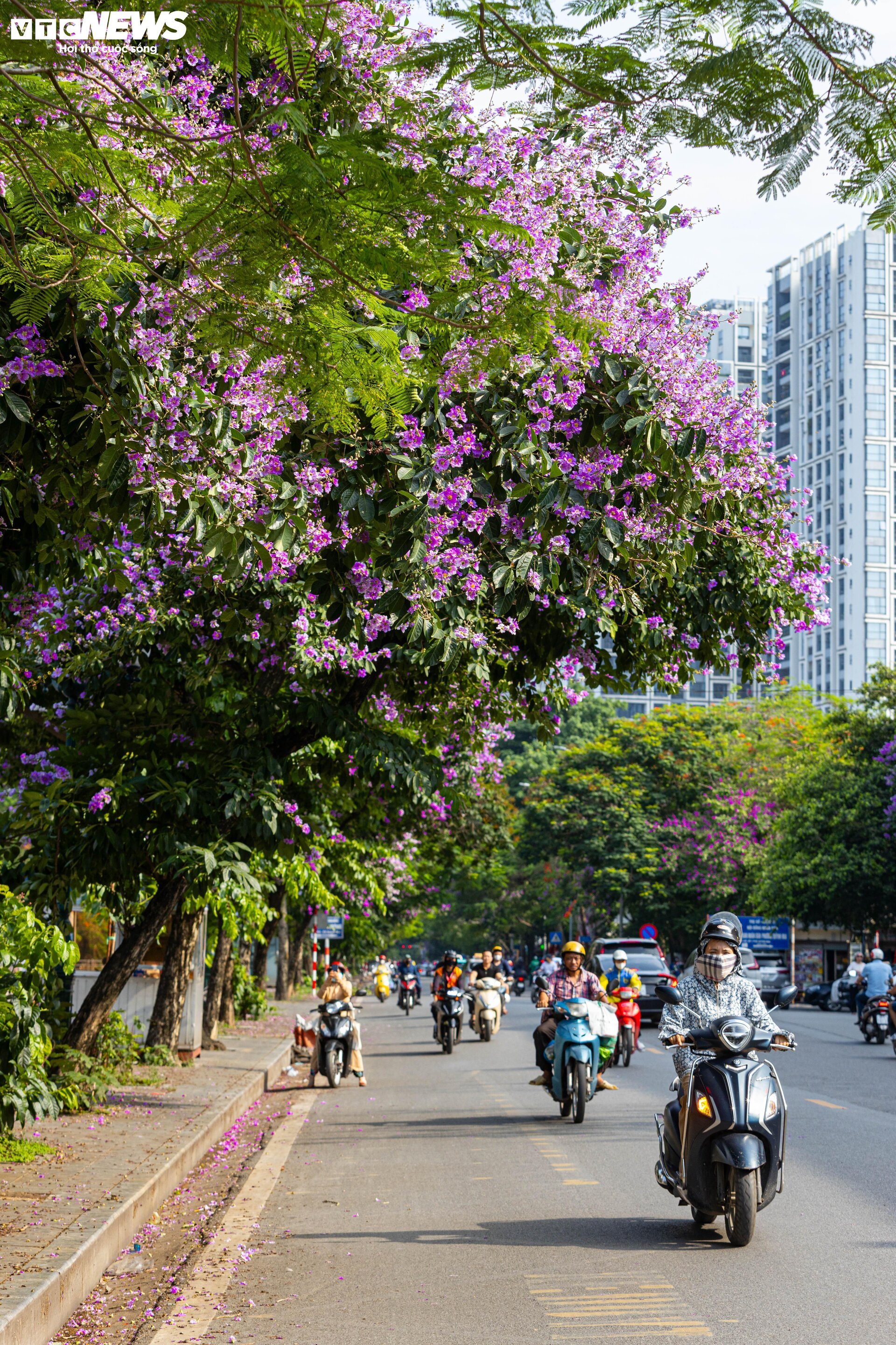 Bằng lăng nhuộm tím phố phường, Hà Nội đẹp như trong tranh - Ảnh 9.