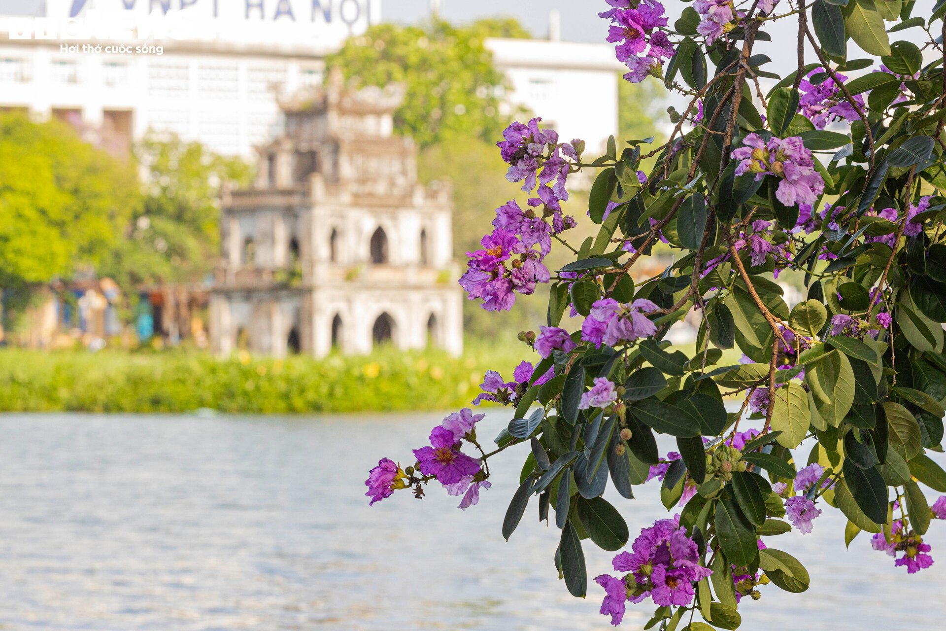 Bằng lăng nhuộm tím phố phường, Hà Nội đẹp như trong tranh - Ảnh 12.