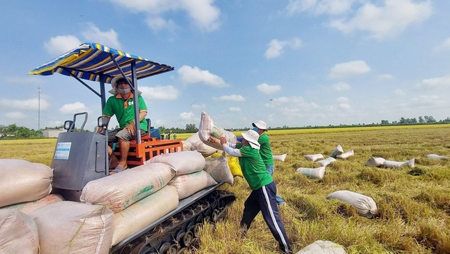 Doanh nghiệp xuất khẩu gạo trúng thầu nhiều lô hàng lớn vẫn… thua lỗ - Ảnh 1.