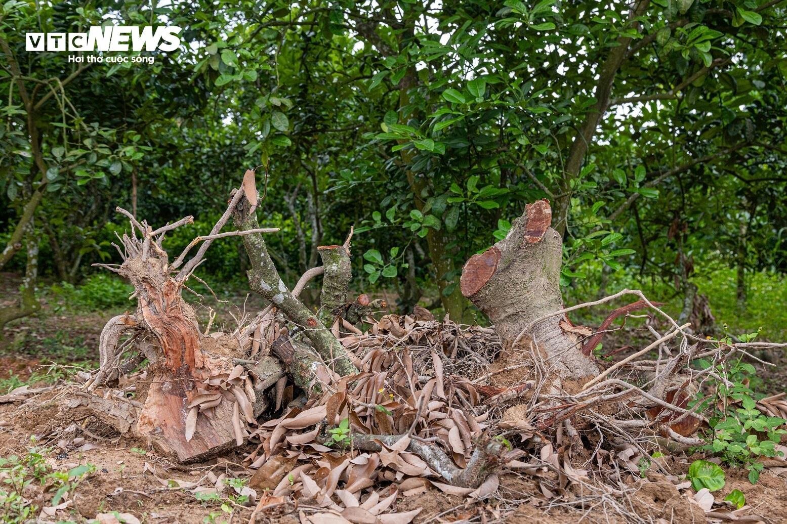Mùa vải buồn ở Bắc Giang, mất nghìn tỷ đồng vì cây ‘chột’ hoa - Ảnh 2. Mùa vải buồn ở Bắc Giang, mất nghìn tỷ đồng vì cây ‘chột’ hoa - Ảnh 2.