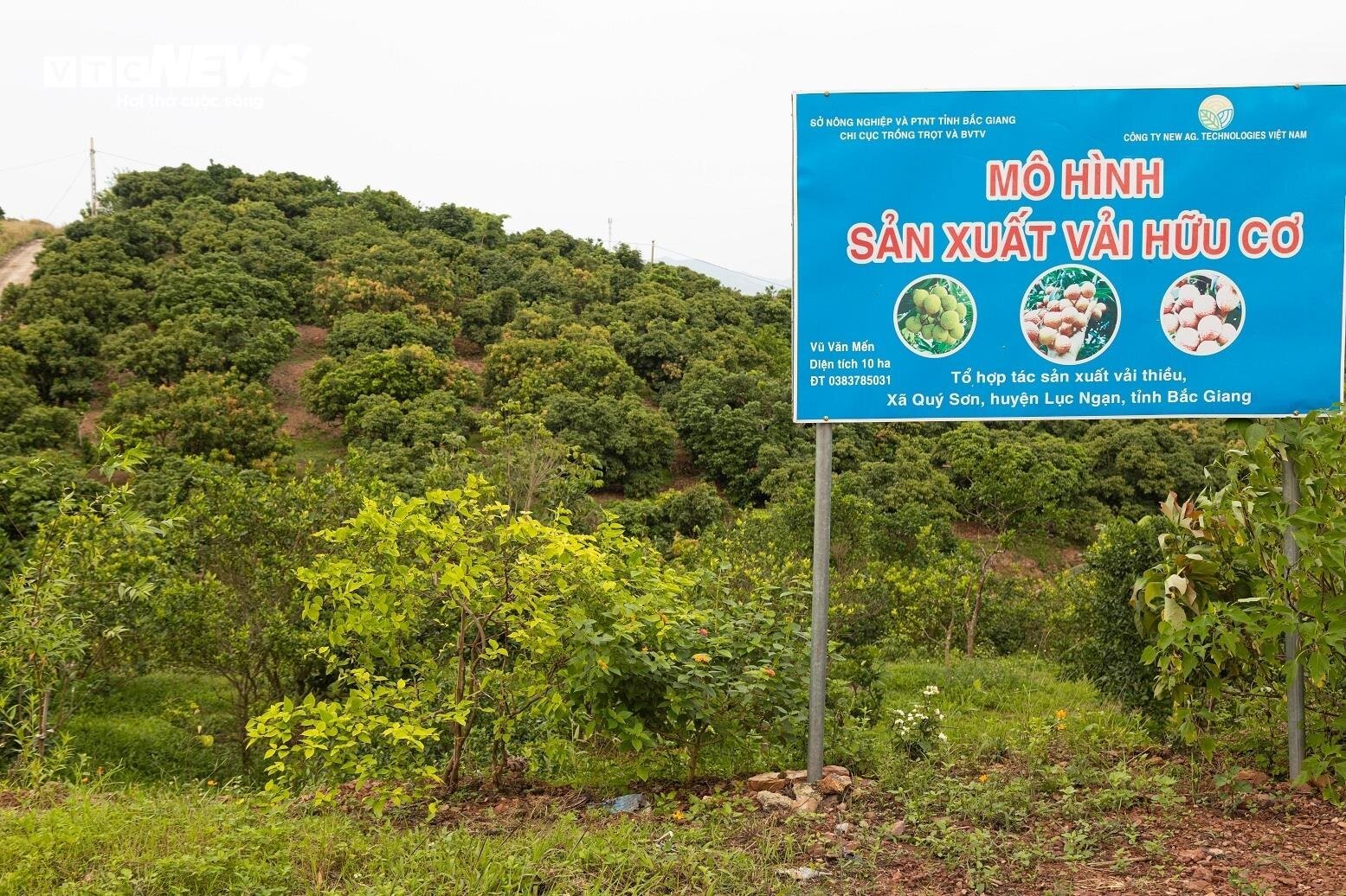 Mùa vải buồn ở Bắc Giang, mất nghìn tỷ đồng vì cây ‘chột’ hoa - Ảnh 6. Mùa vải buồn ở Bắc Giang, mất nghìn tỷ đồng vì cây ‘chột’ hoa - Ảnh 6.