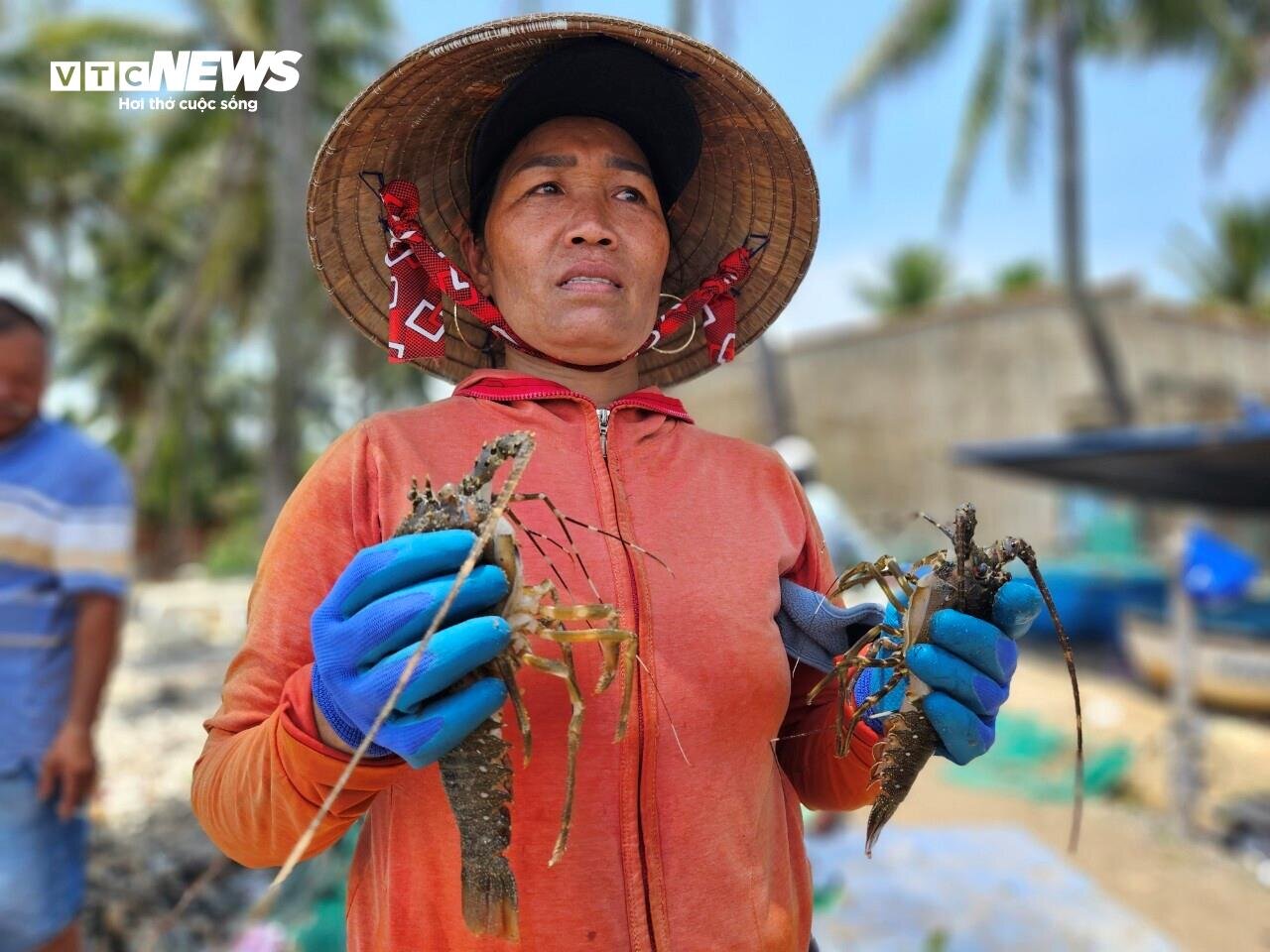 Hơn 60 tấn tôm hùm bị chết ở Phú Yên, người nuôi cay đắng bán giá 50.000 đồng/kg - Ảnh 3.