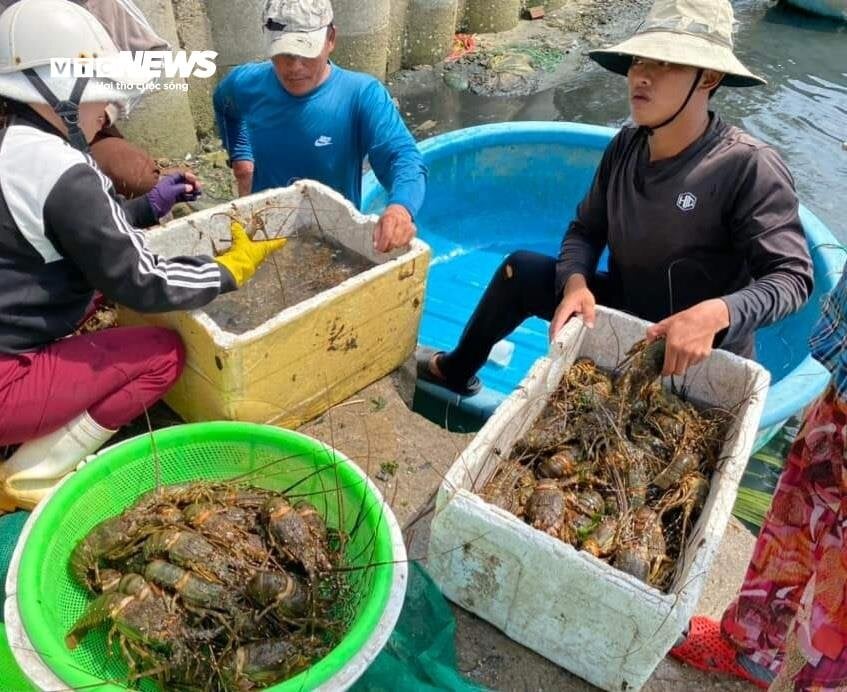 Hơn 60 tấn tôm hùm bị chết ở Phú Yên, người nuôi cay đắng bán giá 50.000 đồng/kg - Ảnh 11.