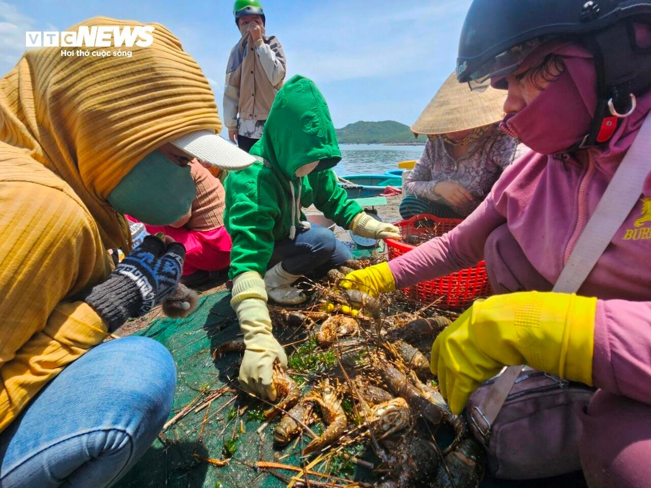 Hơn 60 tấn tôm hùm bị chết ở Phú Yên, người nuôi cay đắng bán giá 50.000 đồng/kg - Ảnh 1.