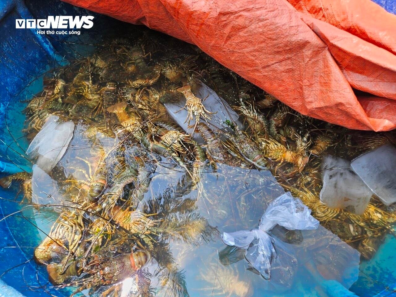 Hơn 60 tấn tôm hùm bị chết ở Phú Yên, người nuôi cay đắng bán giá 50.000 đồng/kg - Ảnh 6.