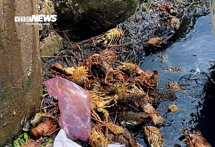 Hơn 60 tấn tôm hùm bị chết ở Phú Yên, người nuôi cay đắng bán giá 50.000 đồng/kg - Ảnh 2.