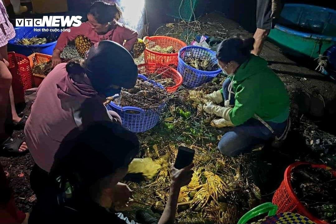 Hơn 60 tấn tôm hùm bị chết ở Phú Yên, người nuôi cay đắng bán giá 50.000 đồng/kg - Ảnh 10.
