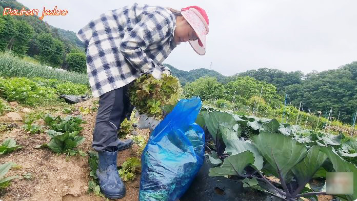 Thu 60 triệu/ngày nhờ lên núi hái rau, dâu Việt ở Hàn kéo cả bố mẹ sang làm nông, đào sâm rừng- Ảnh 9.