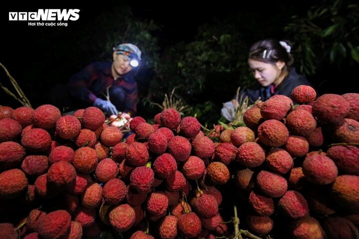 4 tấn vải thiều Bắc Giang đi nước ngoài, giá thu mua tại vườn tăng mạnh - Ảnh 1.