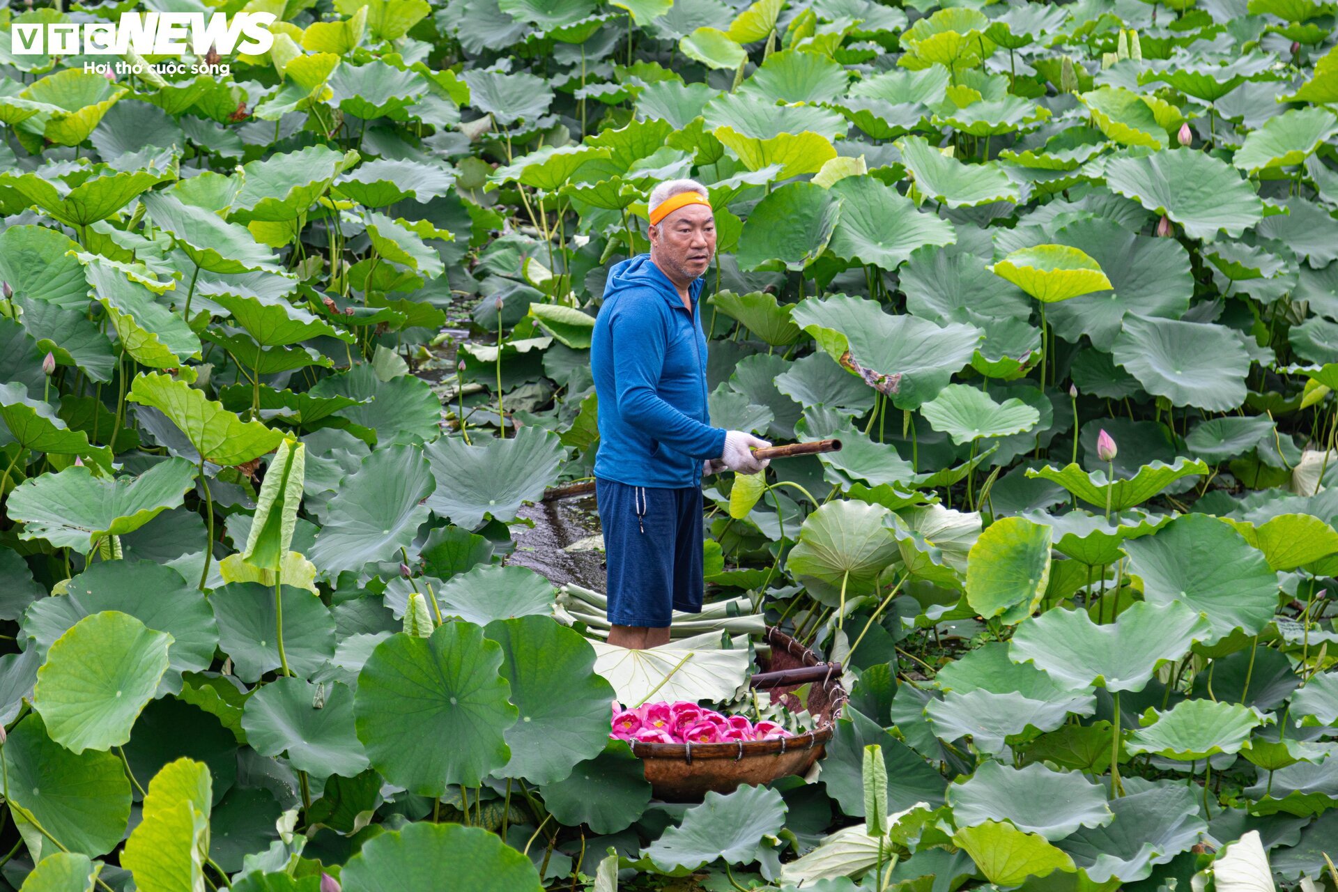 Người trồng sen hồ Tây tất bật thu hoạch, hái bao nhiêu cũng không đủ bán- Ảnh 3. Người trồng sen hồ Tây tất bật thu hoạch, hái bao nhiêu cũng không đủ bán- Ảnh 3.