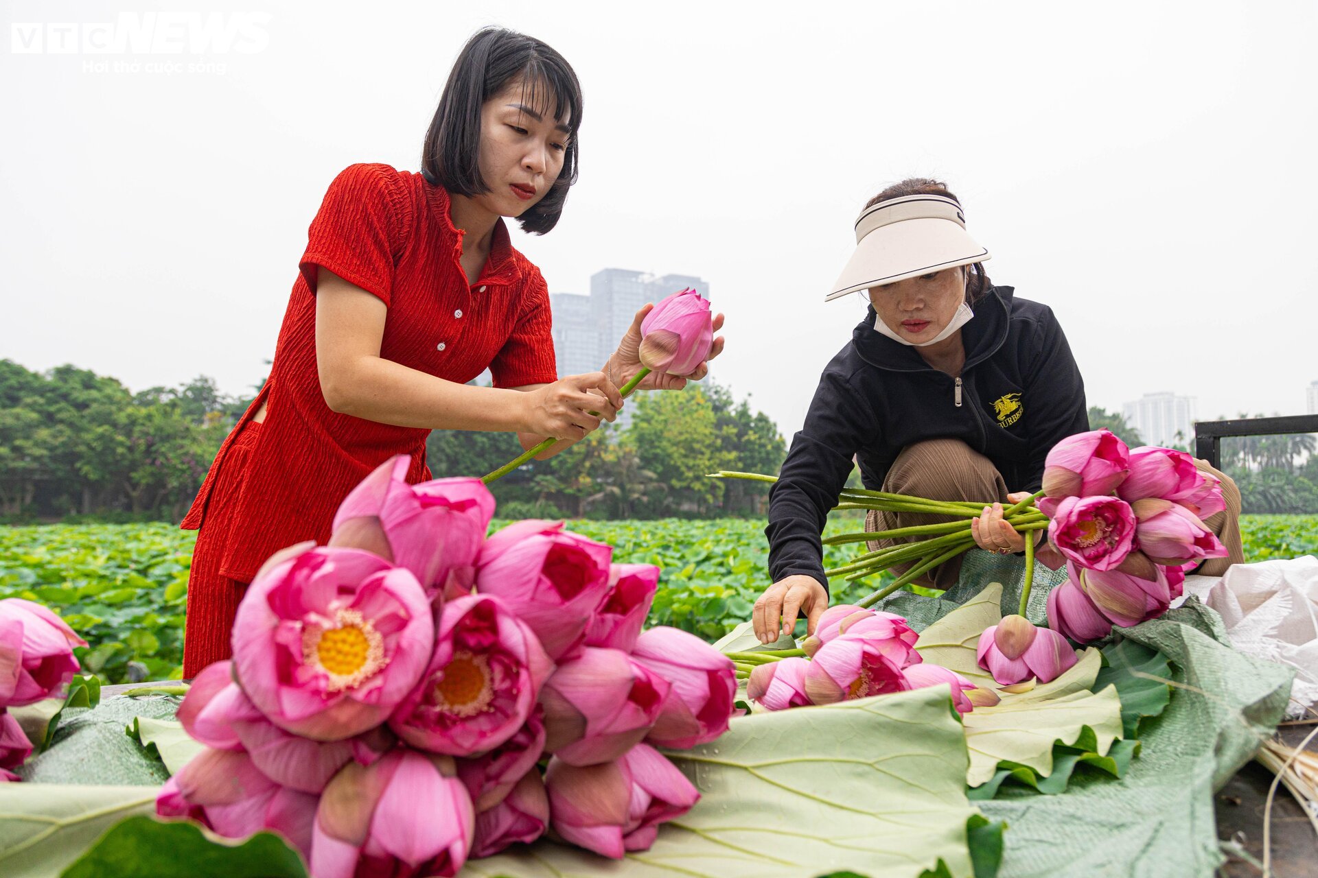 Người trồng sen hồ Tây tất bật thu hoạch, hái bao nhiêu cũng không đủ bán- Ảnh 8. Người trồng sen hồ Tây tất bật thu hoạch, hái bao nhiêu cũng không đủ bán- Ảnh 8.