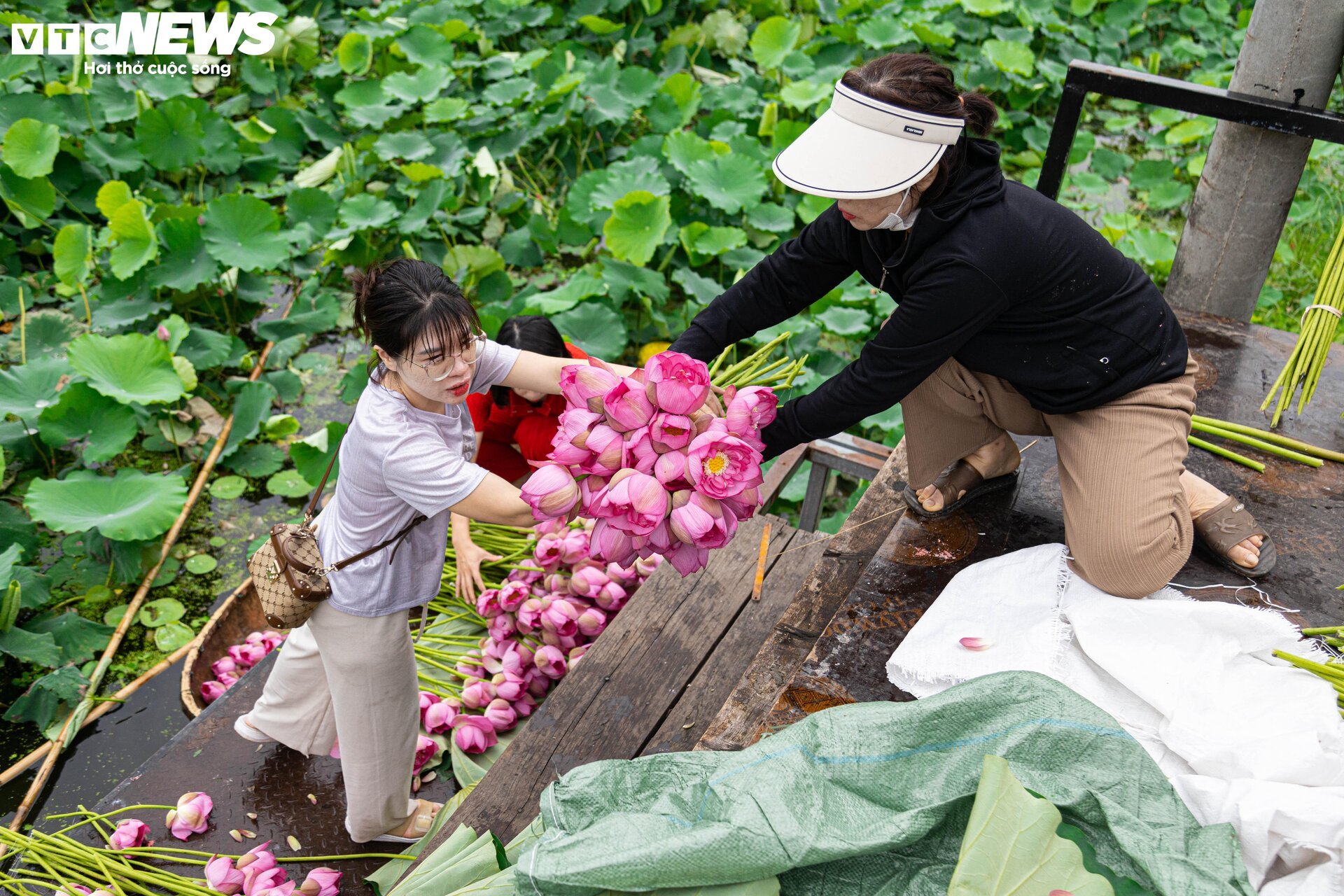 Người trồng sen hồ Tây tất bật thu hoạch, hái bao nhiêu cũng không đủ bán- Ảnh 6. Người trồng sen hồ Tây tất bật thu hoạch, hái bao nhiêu cũng không đủ bán- Ảnh 6.
