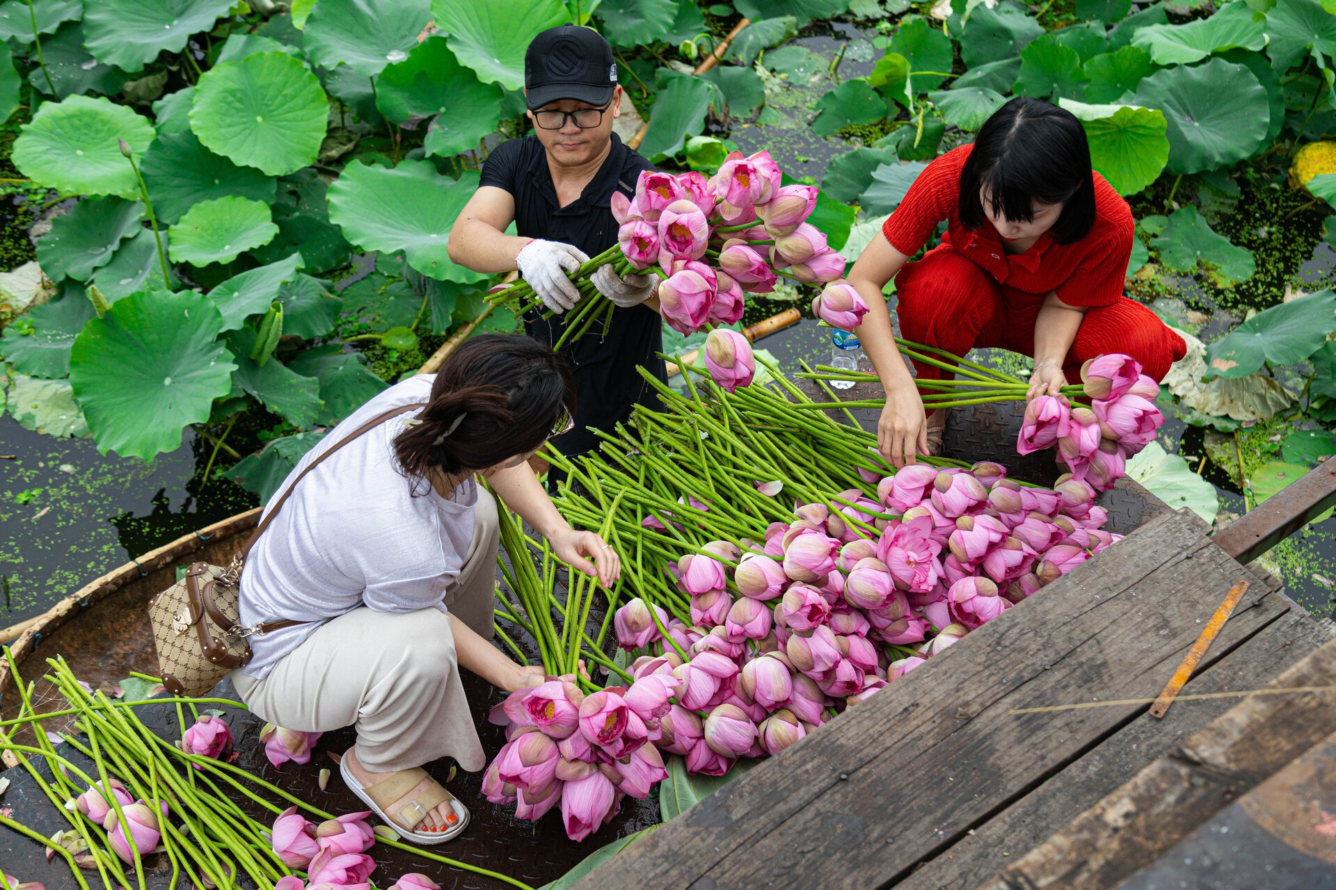 Người trồng sen hồ Tây tất bật thu hoạch, hái bao nhiêu cũng không đủ bán- Ảnh 5. Người trồng sen hồ Tây tất bật thu hoạch, hái bao nhiêu cũng không đủ bán- Ảnh 5.