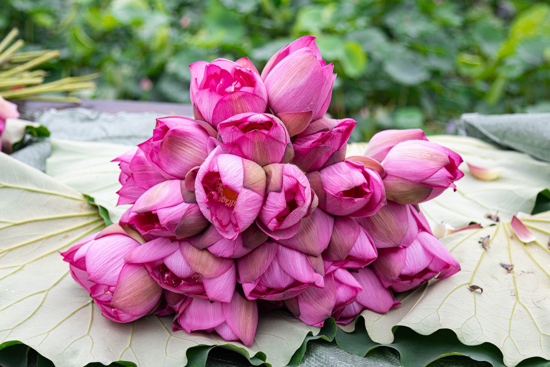 Người trồng sen hồ Tây tất bật thu hoạch, hái bao nhiêu cũng không đủ bán- Ảnh 9. Người trồng sen hồ Tây tất bật thu hoạch, hái bao nhiêu cũng không đủ bán- Ảnh 9.