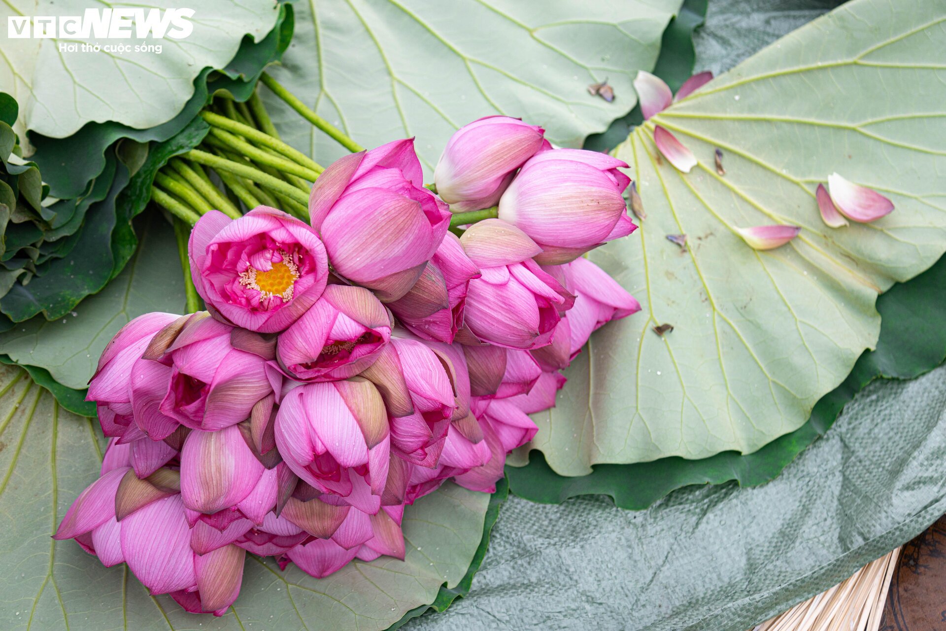 Người trồng sen hồ Tây tất bật thu hoạch, hái bao nhiêu cũng không đủ bán- Ảnh 10. Người trồng sen hồ Tây tất bật thu hoạch, hái bao nhiêu cũng không đủ bán- Ảnh 10.