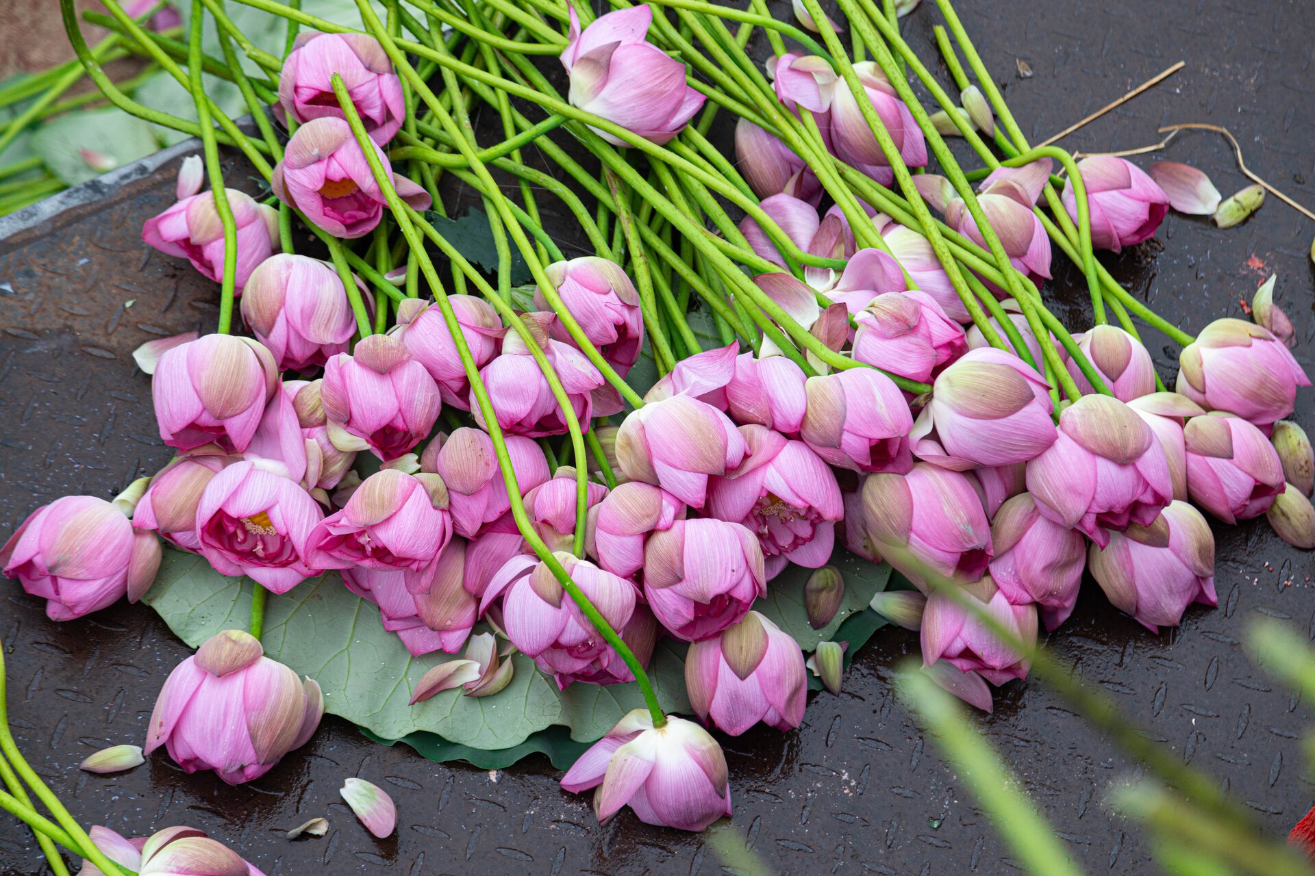 Người trồng sen hồ Tây tất bật thu hoạch, hái bao nhiêu cũng không đủ bán- Ảnh 14. Người trồng sen hồ Tây tất bật thu hoạch, hái bao nhiêu cũng không đủ bán- Ảnh 14.