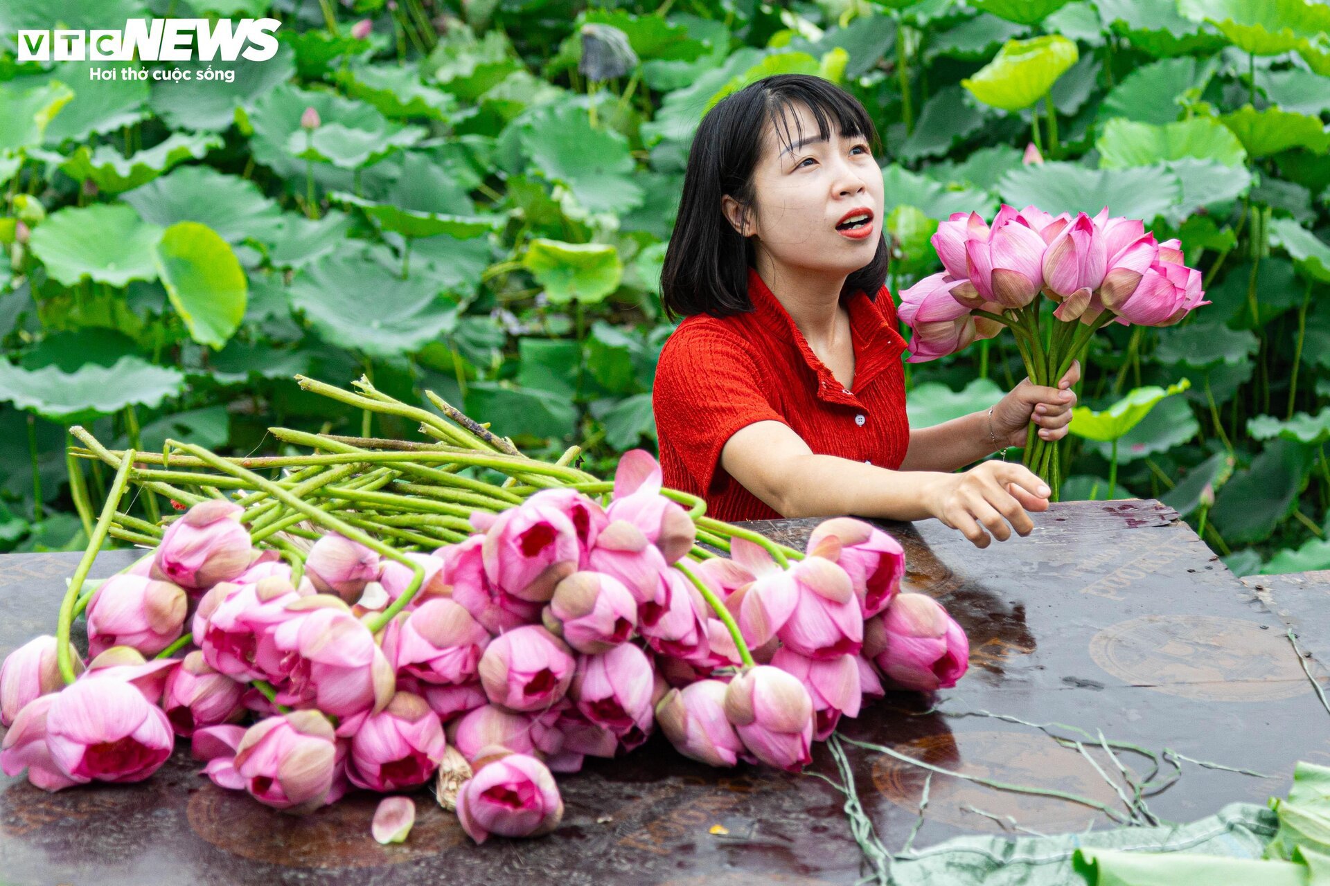 Người trồng sen hồ Tây tất bật thu hoạch, hái bao nhiêu cũng không đủ bán- Ảnh 11. Người trồng sen hồ Tây tất bật thu hoạch, hái bao nhiêu cũng không đủ bán- Ảnh 11.