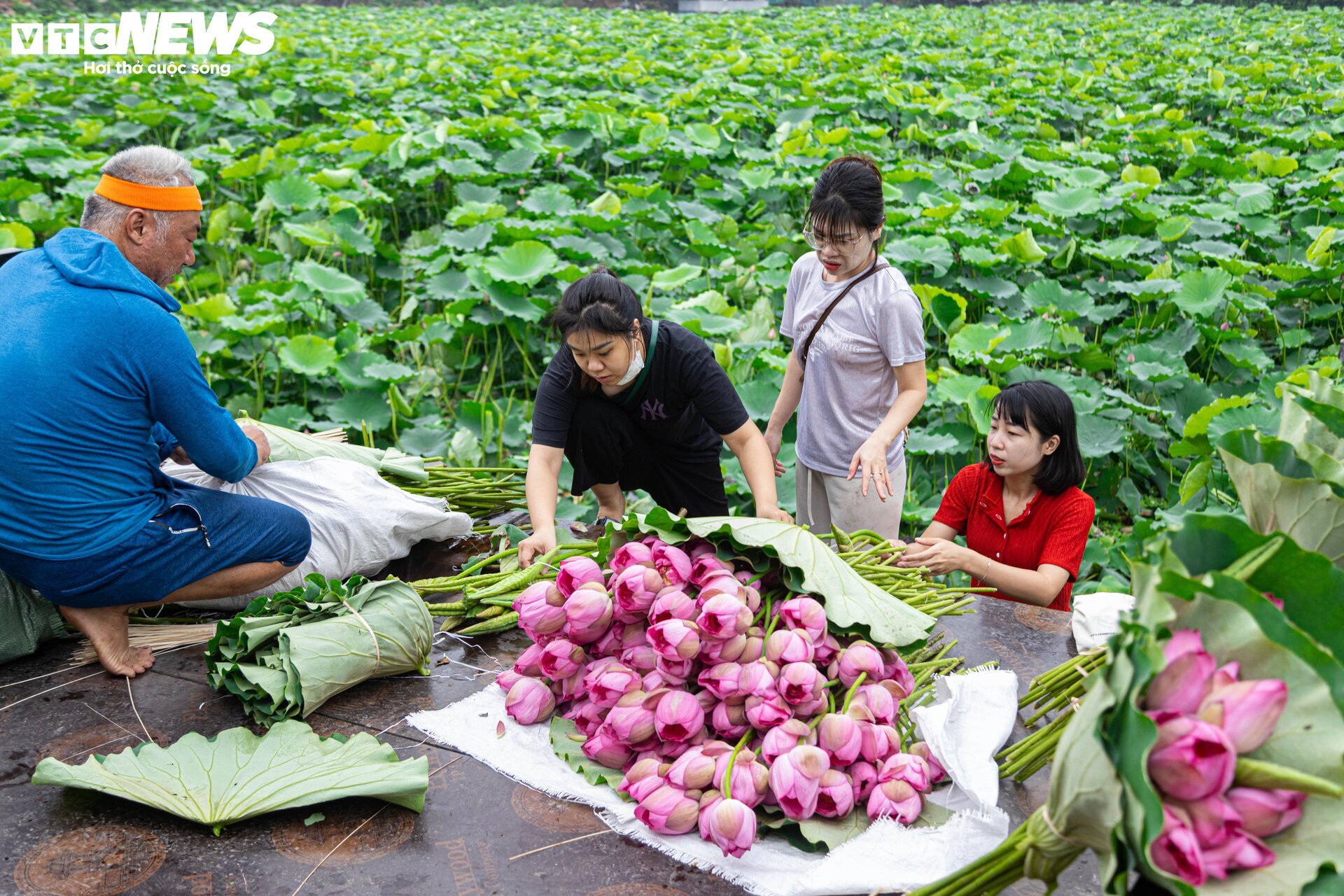 Người trồng sen hồ Tây tất bật thu hoạch, hái bao nhiêu cũng không đủ bán- Ảnh 13. Người trồng sen hồ Tây tất bật thu hoạch, hái bao nhiêu cũng không đủ bán- Ảnh 13.