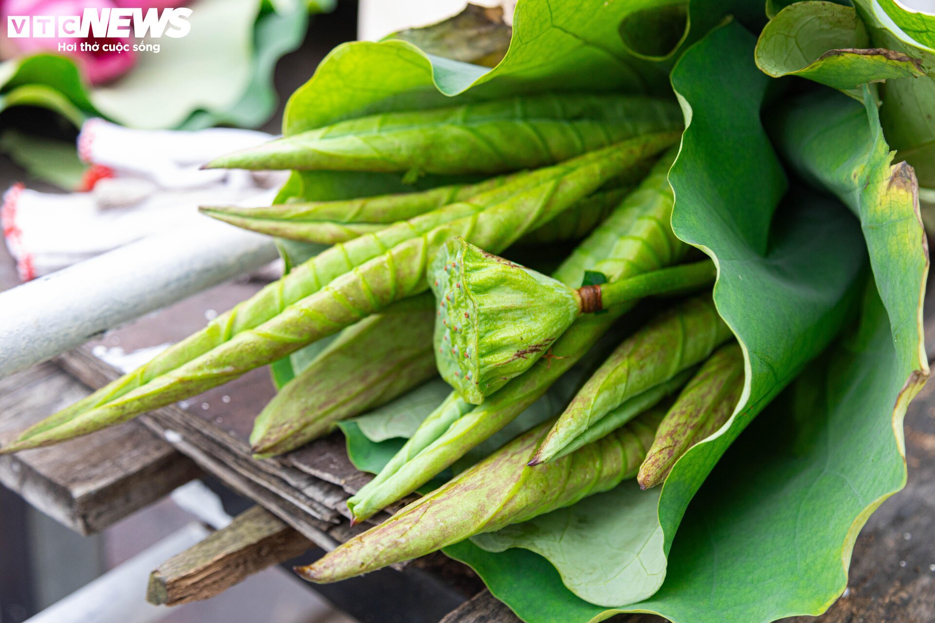 Người trồng sen hồ Tây tất bật thu hoạch, hái bao nhiêu cũng không đủ bán- Ảnh 16. Người trồng sen hồ Tây tất bật thu hoạch, hái bao nhiêu cũng không đủ bán- Ảnh 16.