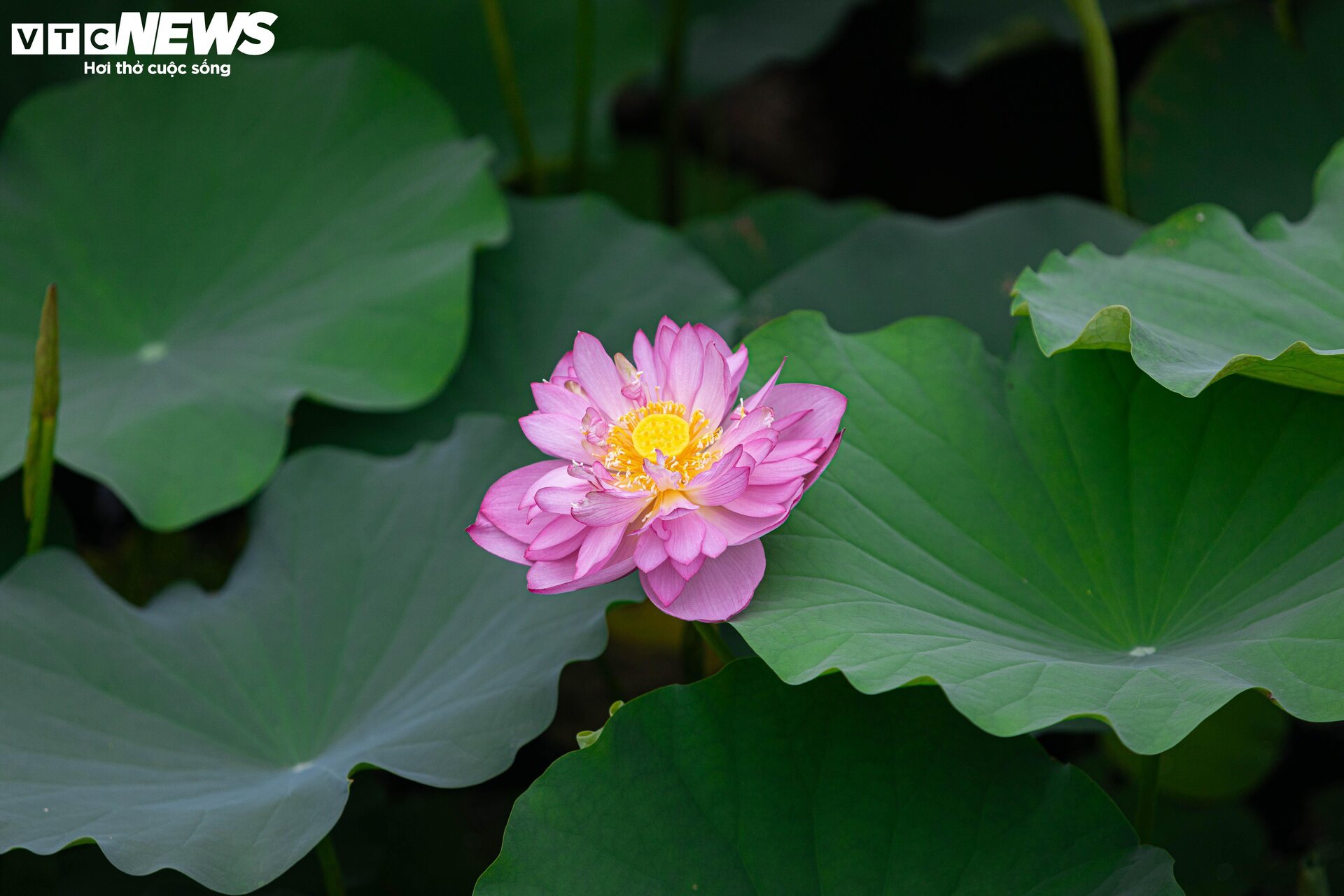 Người trồng sen hồ Tây tất bật thu hoạch, hái bao nhiêu cũng không đủ bán- Ảnh 2. Người trồng sen hồ Tây tất bật thu hoạch, hái bao nhiêu cũng không đủ bán- Ảnh 2.