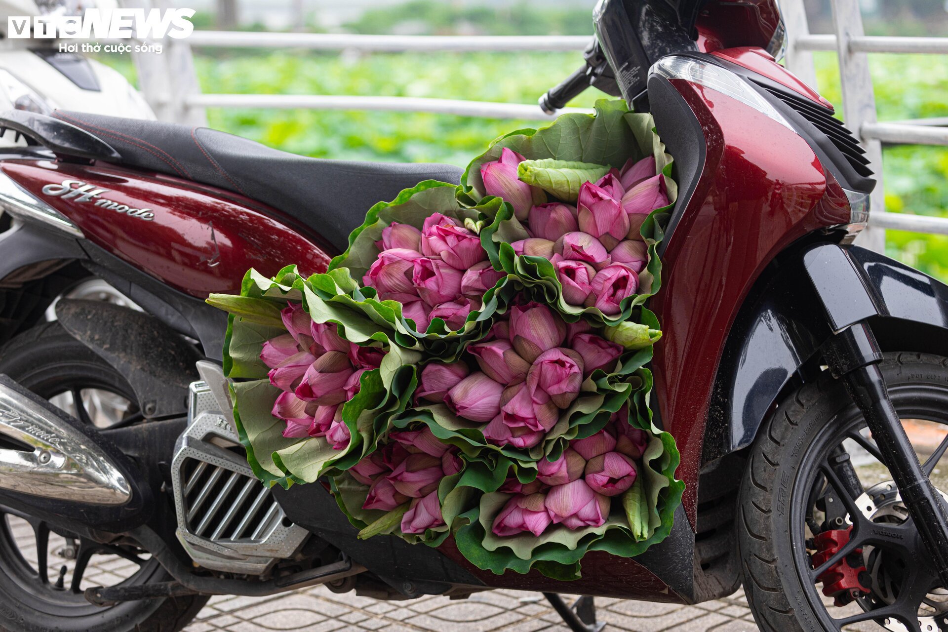 Người trồng sen hồ Tây tất bật thu hoạch, hái bao nhiêu cũng không đủ bán- Ảnh 18. Người trồng sen hồ Tây tất bật thu hoạch, hái bao nhiêu cũng không đủ bán- Ảnh 18.