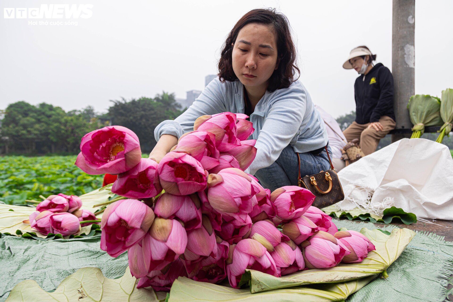 Người trồng sen hồ Tây tất bật thu hoạch, hái bao nhiêu cũng không đủ bán- Ảnh 12. Người trồng sen hồ Tây tất bật thu hoạch, hái bao nhiêu cũng không đủ bán- Ảnh 12.