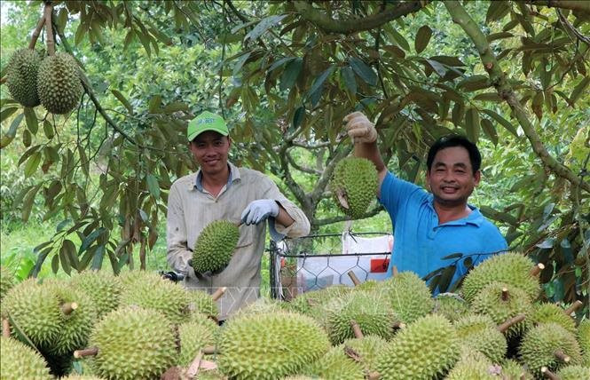 Nắng nóng gay gắt, sầu riêng mất mùa đẩy giá tăng cao- Ảnh 1.