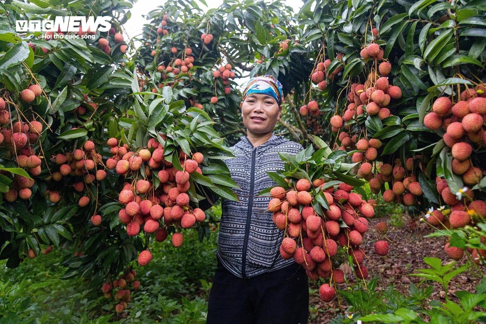 Chong đèn, thu hoạch vải thiều từ tờ mờ sáng ở Bắc Giang- Ảnh 13.