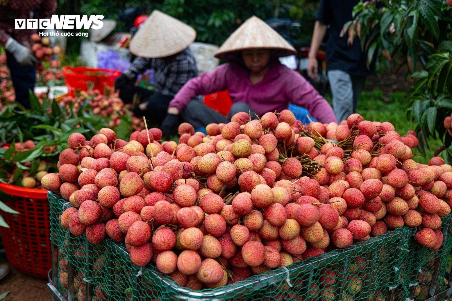 Chong đèn, thu hoạch vải thiều từ tờ mờ sáng ở Bắc Giang- Ảnh 14.