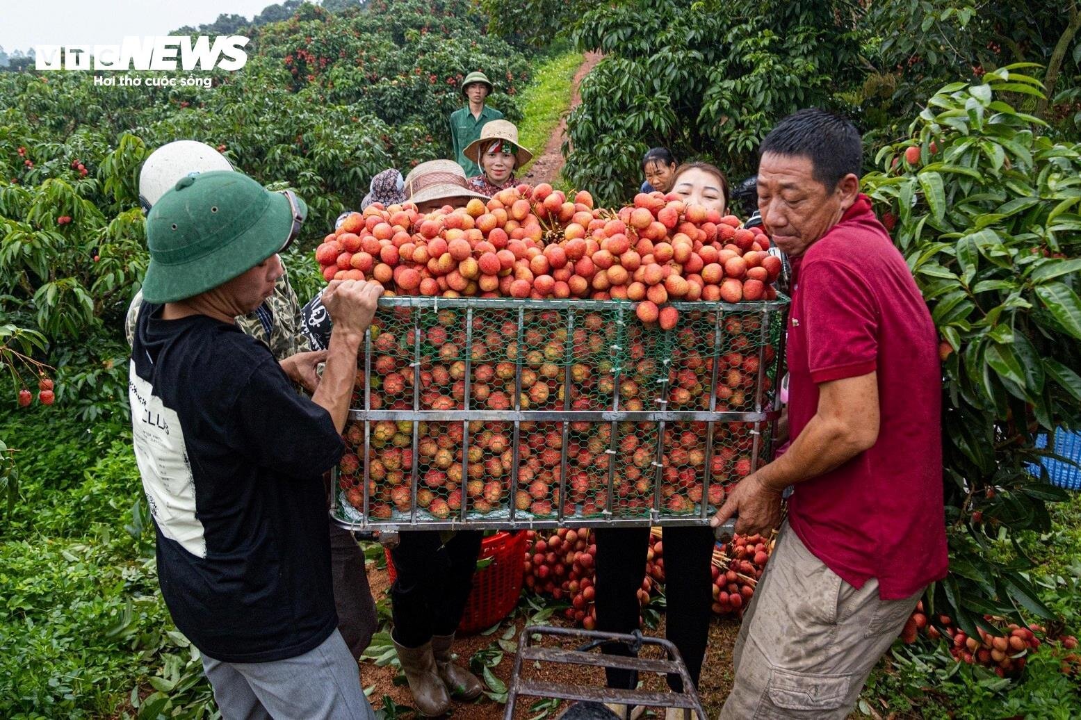 Chong đèn, thu hoạch vải thiều từ tờ mờ sáng ở Bắc Giang- Ảnh 15.