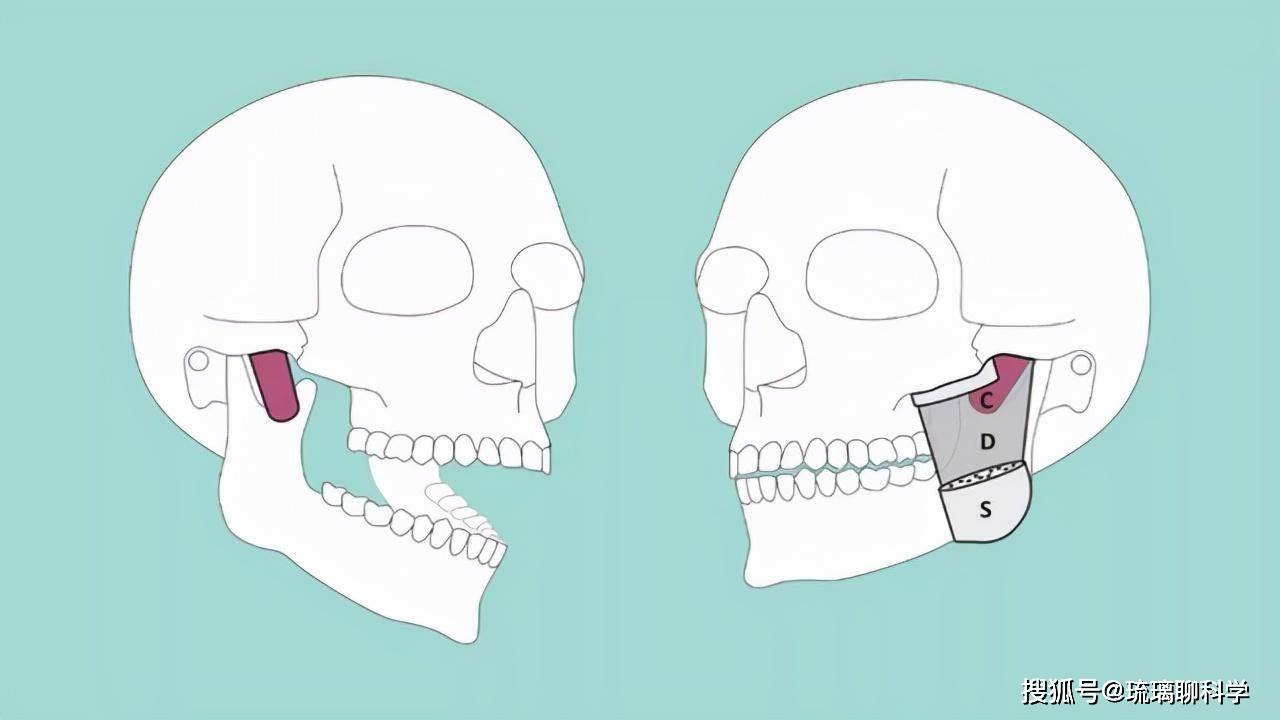 Các nhà khoa học đã phát hiện ra những bộ phận mới trên cơ thể con người: Con người quả thực vẫn đang tiến hóa!- Ảnh 4.