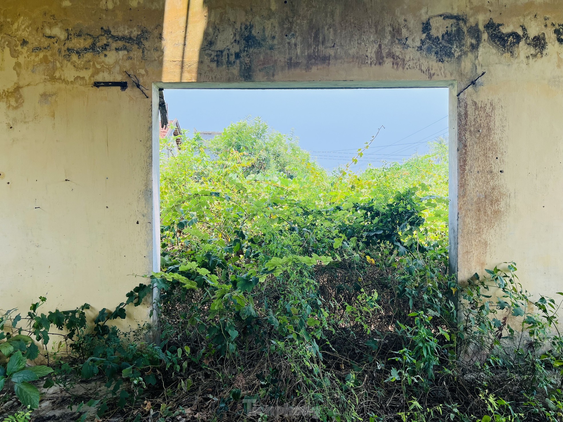 Hoang tàn nơi làm việc của giám đốc gần 70 tuổi 'không được' về hưu, lương 0 đồng - Ảnh 14.