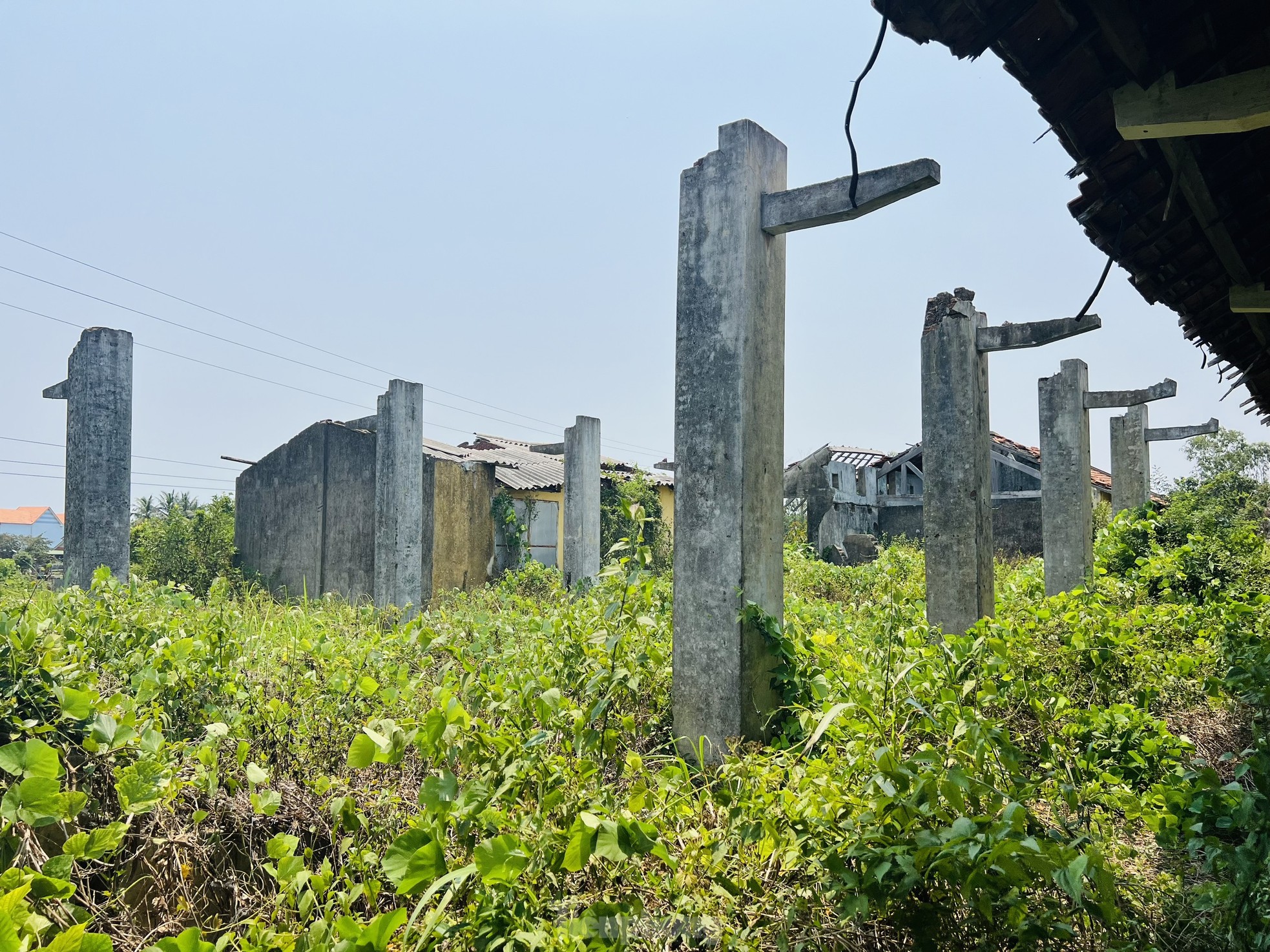 Hoang tàn nơi làm việc của giám đốc gần 70 tuổi 'không được' về hưu, lương 0 đồng - Ảnh 15.