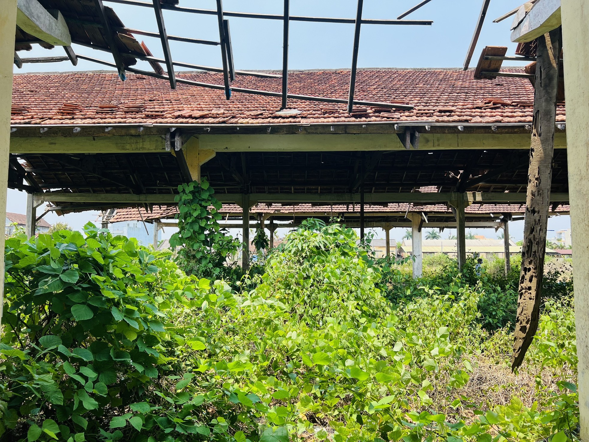 Hoang tàn nơi làm việc của giám đốc gần 70 tuổi 'không được' về hưu, lương 0 đồng - Ảnh 13.