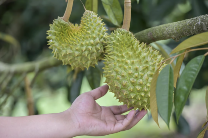 Trung Quốc bất ngờ tăng nhập khẩu, "vua quả" của Việt Nam tiếp tục thắng lớn- Ảnh 2. Trung Quốc bất ngờ tăng nhập khẩu, "vua quả" của Việt Nam tiếp tục thắng lớn- Ảnh 2.