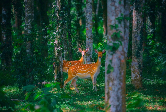 HOT: Vườn quốc gia Cúc Phương mở tour đêm đi ngắm đom đóm và xem động vật hoang dã giữa rừng - Ảnh 2.