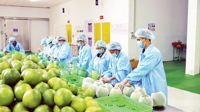 Hai 'khách sộp' tăng mạnh nhập nông sản Việt Nam - Ảnh 1.