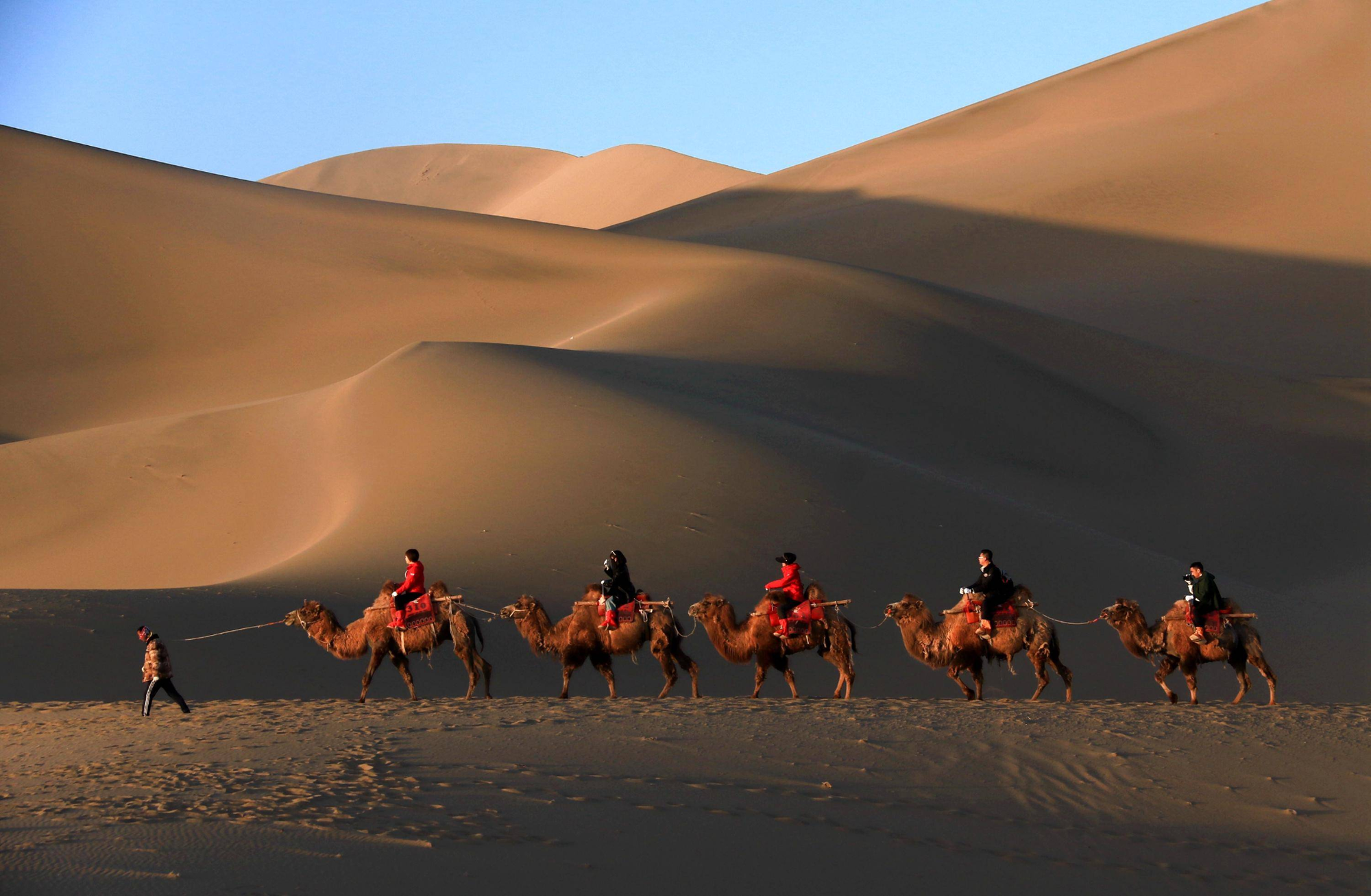 Lắp đèn đỏ giữa sa mạc tránh kẹt lạc đà| Tân Thế Kỷ