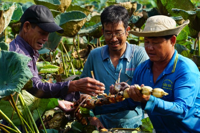 15 tấn củ sen Đồng Tháp lần đầu xuất Nhật - Ảnh 1.