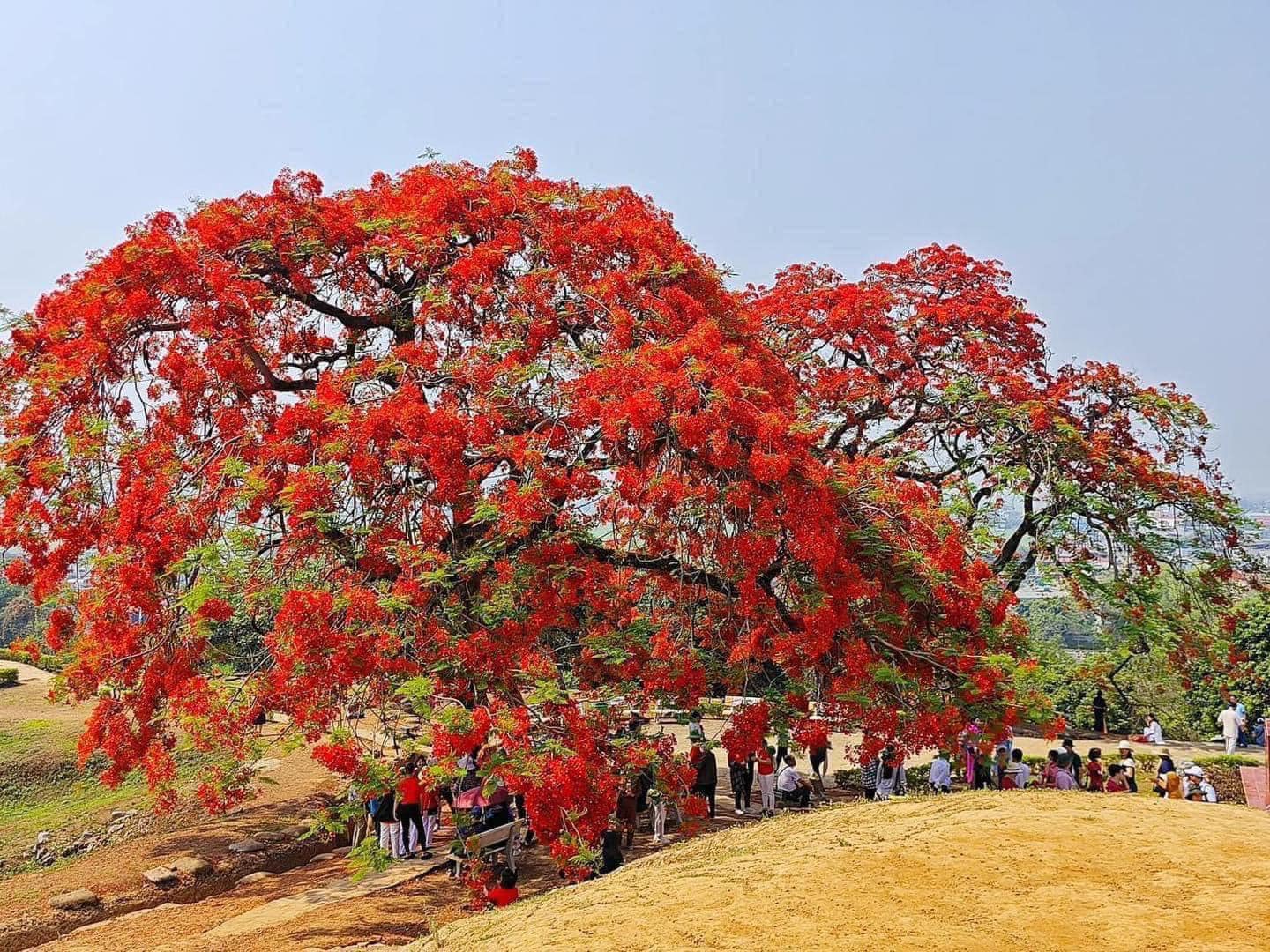 Điện Biên Phủ - Ảnh 5.