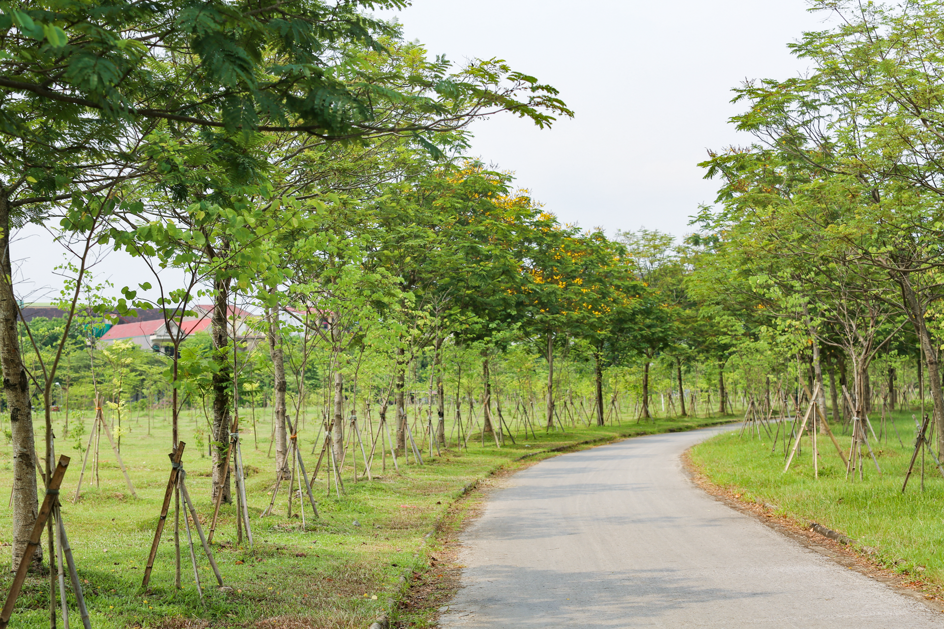 Hoa muồng hoàng yến nhuộm vàng cung đường ‘triệu đô’ ở thành phố Hà Tĩnh - Ảnh 15.