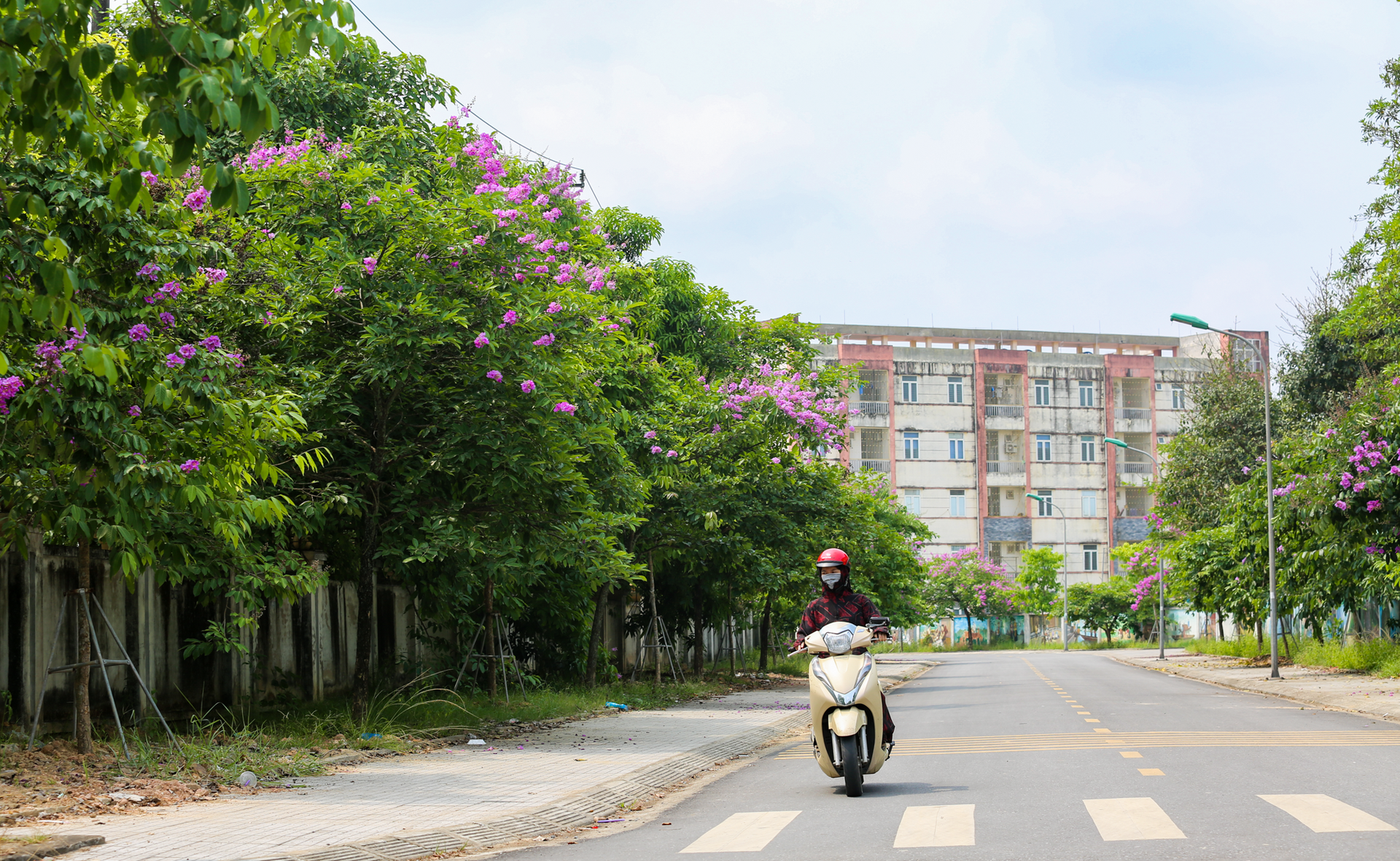 Hoa muồng hoàng yến nhuộm vàng cung đường ‘triệu đô’ ở thành phố Hà Tĩnh - Ảnh 13.