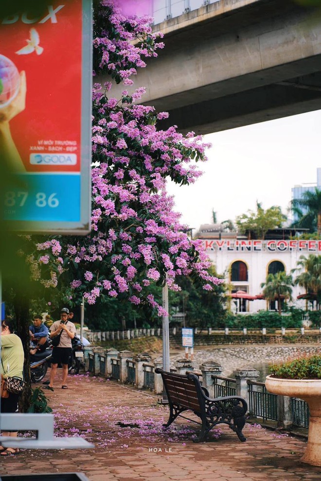 Loài hoa “tuyệt phẩm” mùa hè đã nhuộm tím cả Hà Nội, giới trẻ thi nhau check-in rồi sao bạn còn chưa đi? - Ảnh 18.