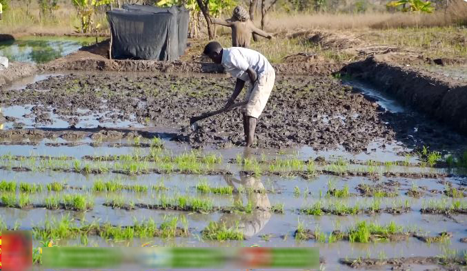 "Công nghệ" cấy lúa mới nhất Việt Nam được ứng dụng ở Angola, chủ trang trại có quyết định liều lĩnh- Ảnh 2.