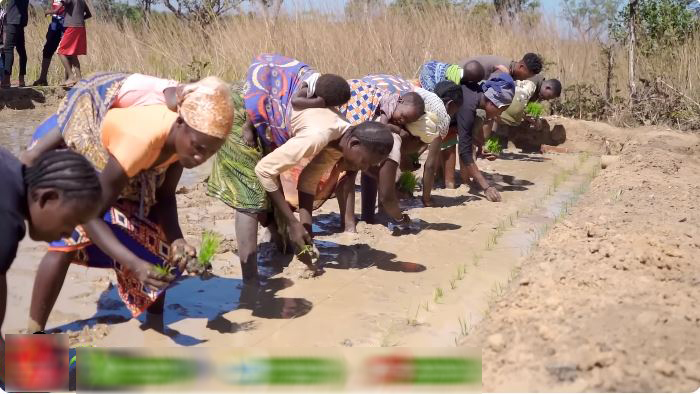 "Công nghệ" cấy lúa mới nhất Việt Nam được ứng dụng ở Angola, chủ trang trại có quyết định liều lĩnh- Ảnh 5.