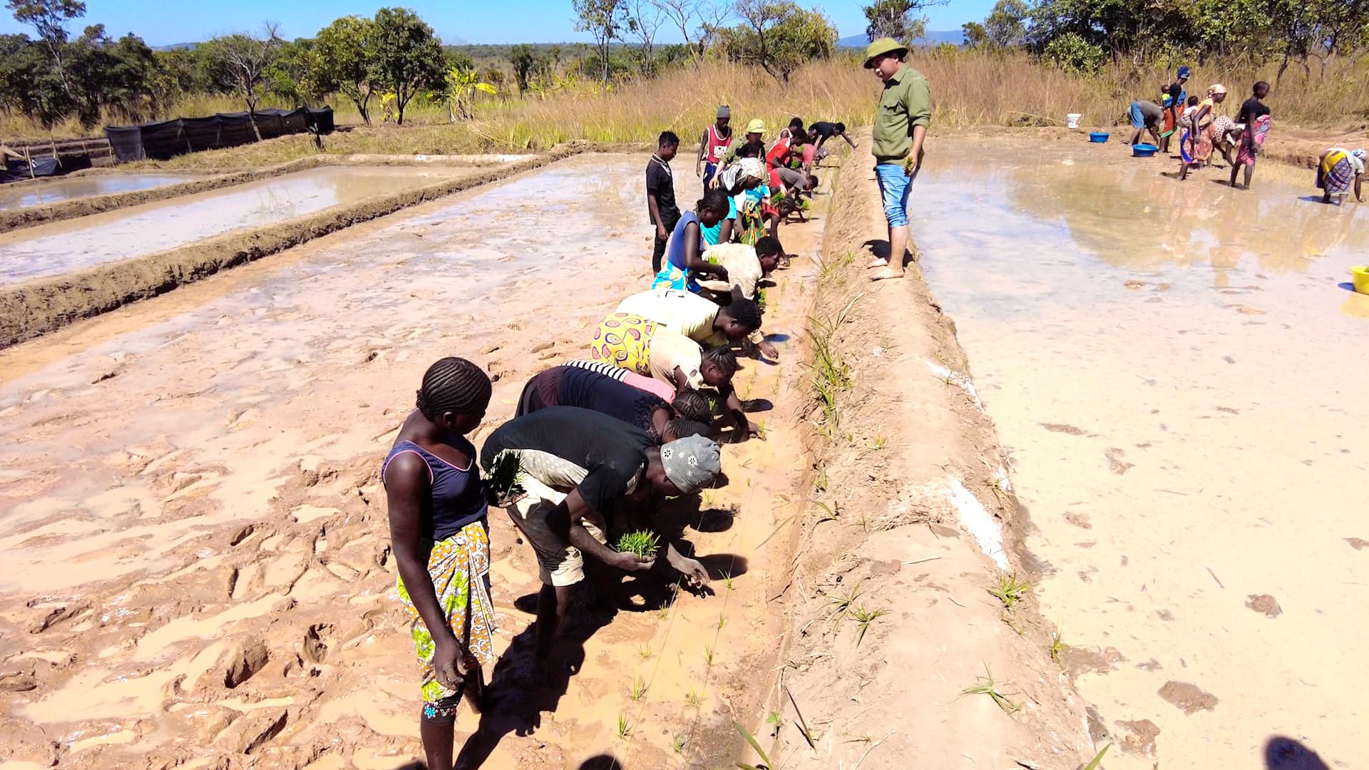 "Công nghệ" cấy lúa mới nhất Việt Nam được ứng dụng ở Angola, chủ trang trại có quyết định liều lĩnh- Ảnh 6.